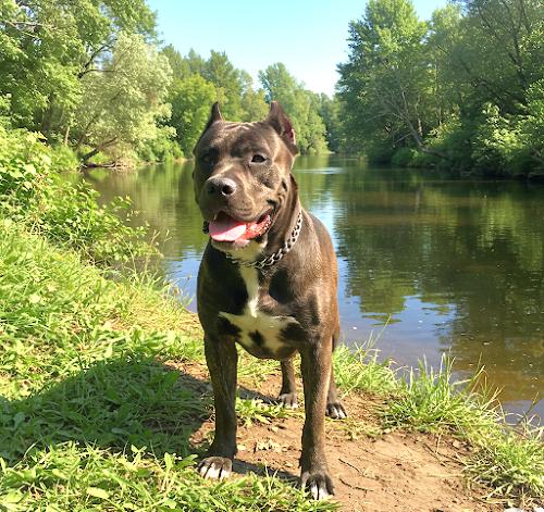 Dogo Canario or Presa Canario bite force