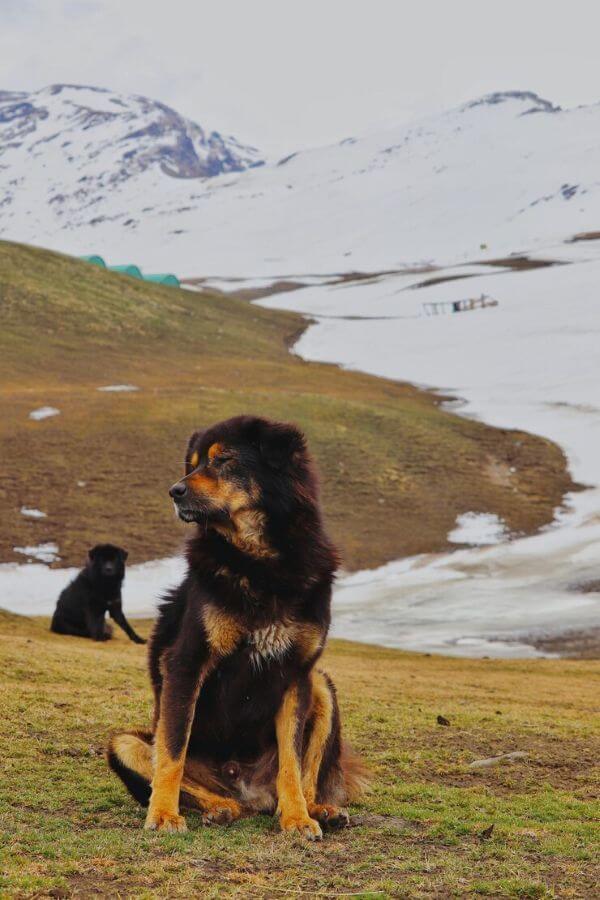 Himalayan Sheepdog (Bhotia)