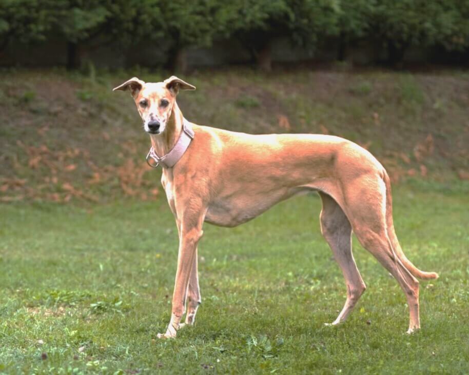 Rampur Greyhound