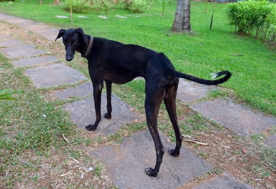 Mudhol Hound (Caravan Hound)