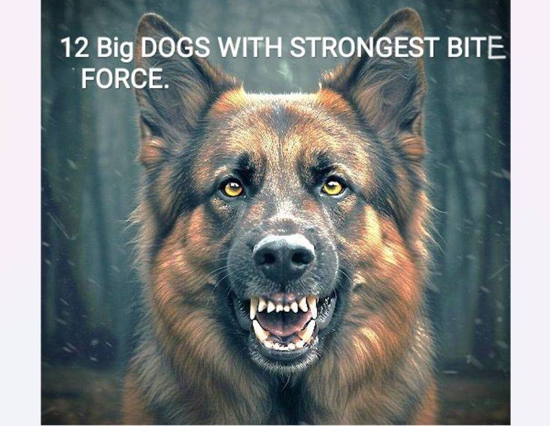 Strongest Bite force of Dogs