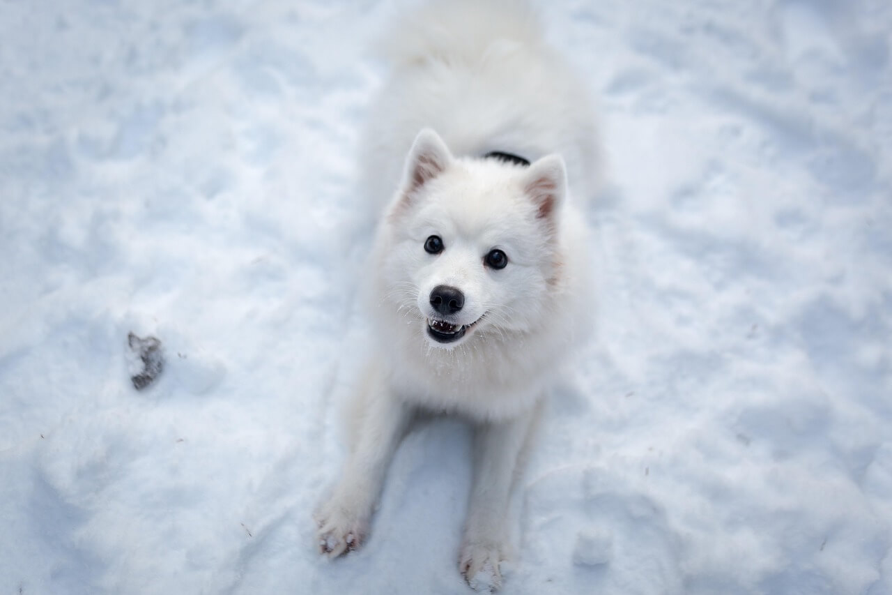 indian spitz dog