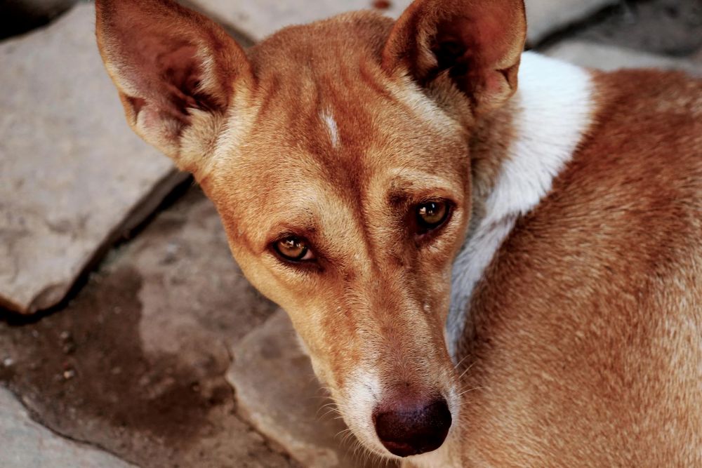 Indian pariah dog