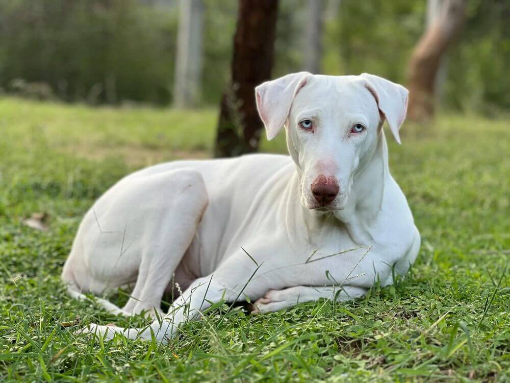 Rajapalayam indian breed
